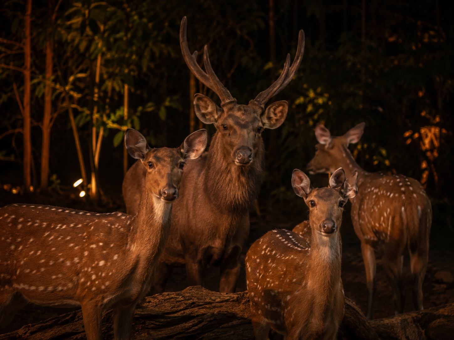 Singapore Night Safari — animals roaming freely in natural nocturnal habitat under warm low lighting